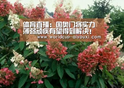 体育直播:国奥门将实力薄弱顽疾有望得到解决!国门新人回归将锁定首发(图2) 体育直播